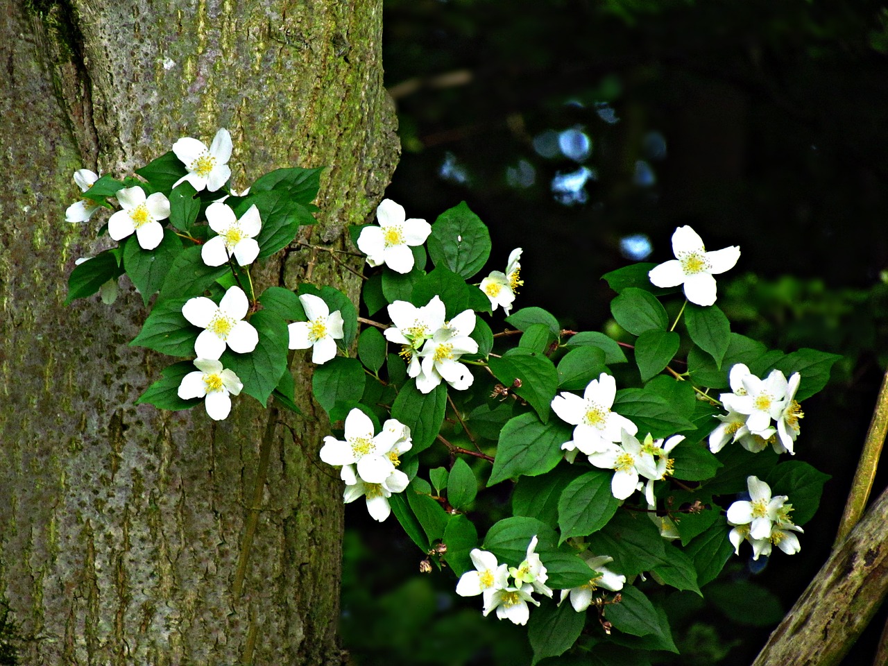 flowers summer nature free photo