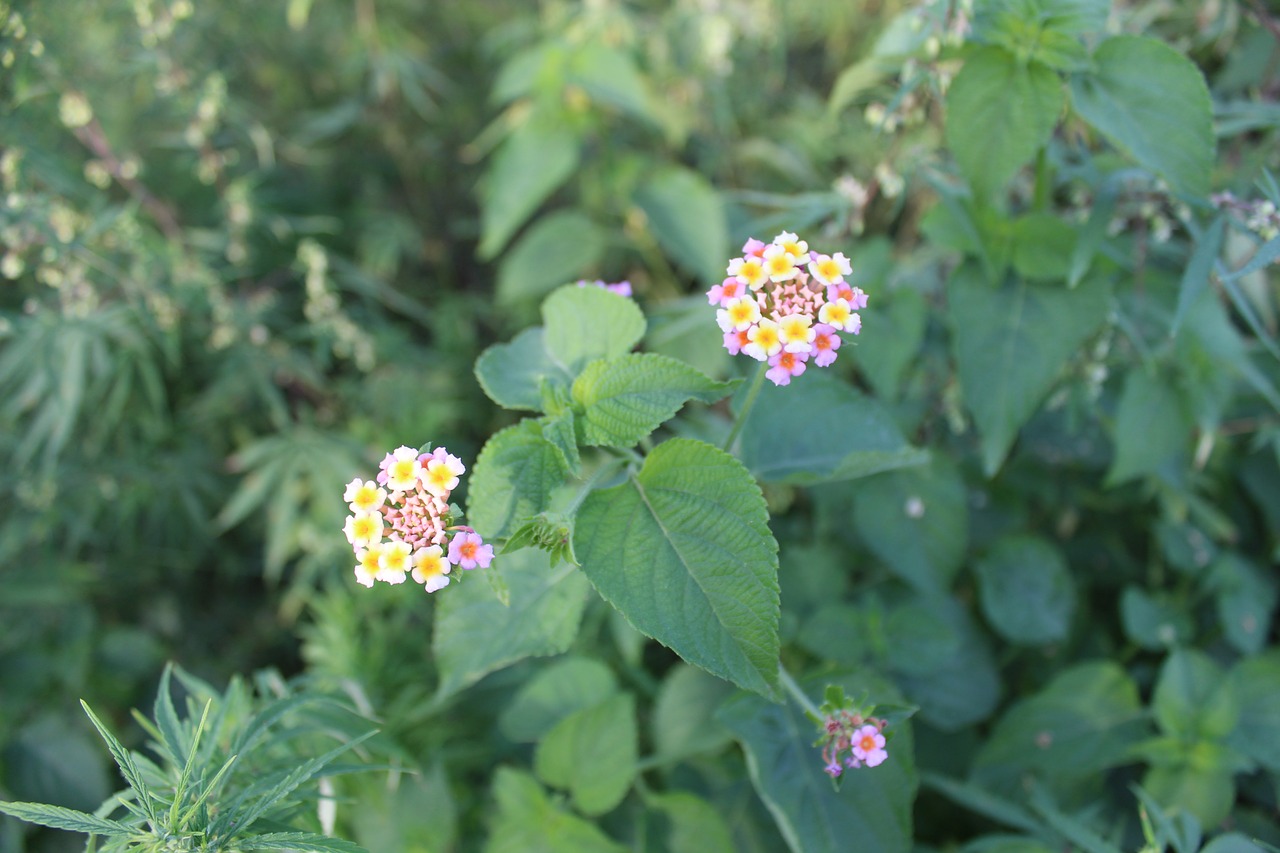 flowers greenery outdoor free photo