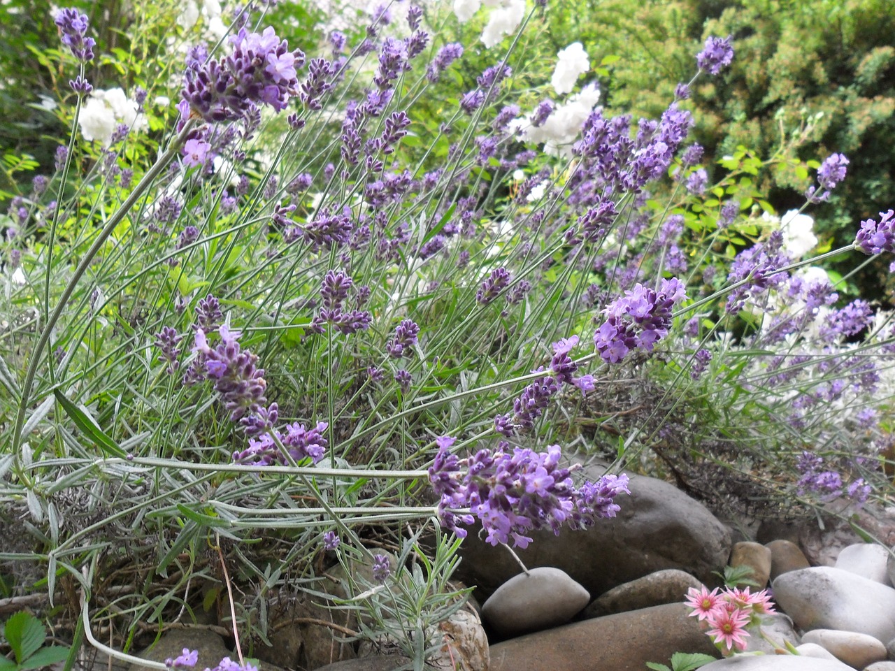 flowers lavender crop free photo