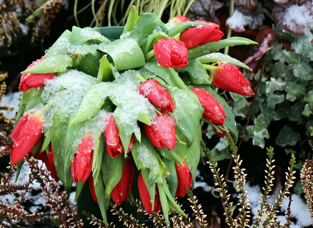 flowers tulips winter free photo