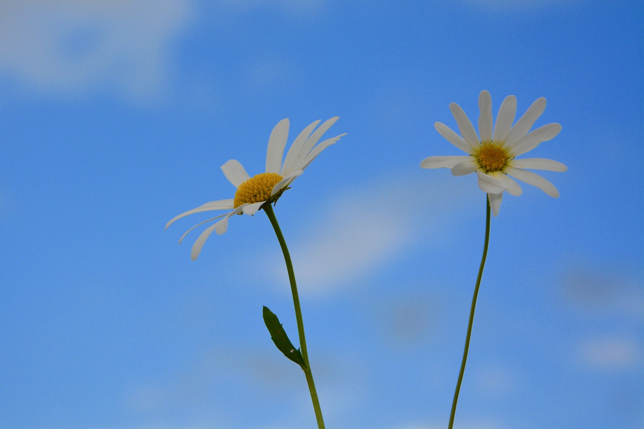 flowers daisies nature free photo