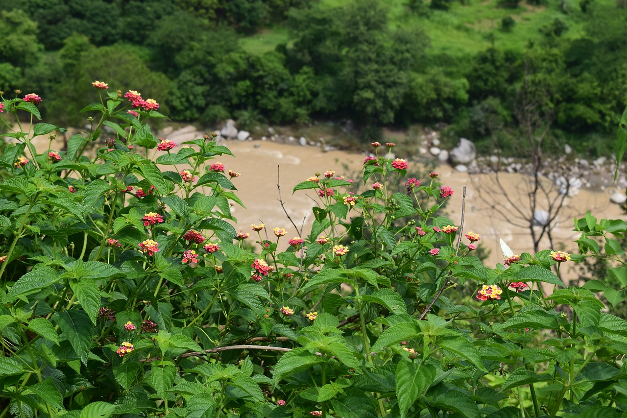 flowers wild nature free photo