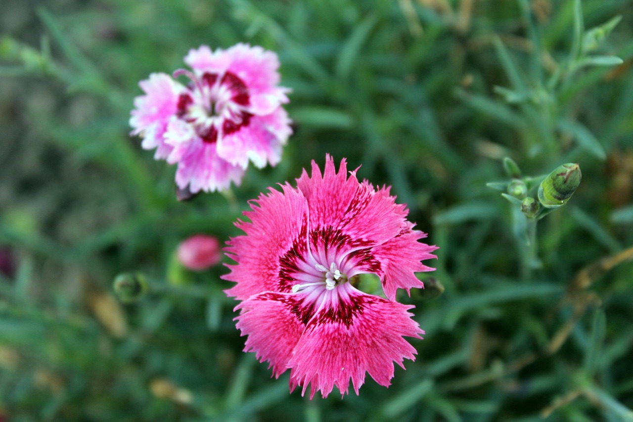 flowers clove garden garden free photo