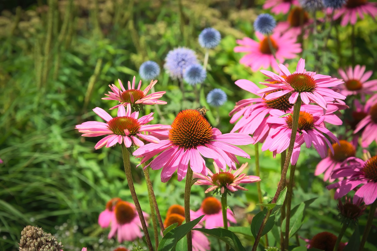 flowers blossom bloom free photo