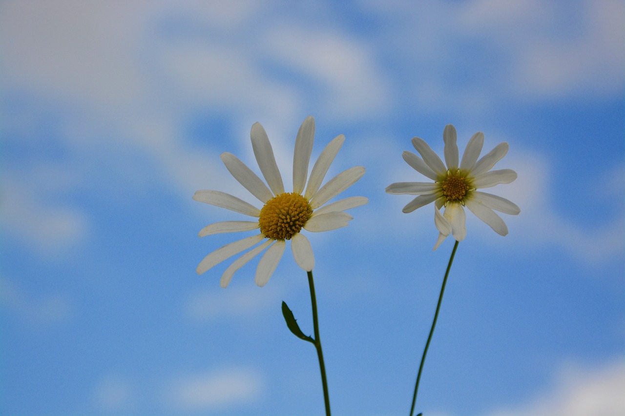 flowers daisies nature free photo