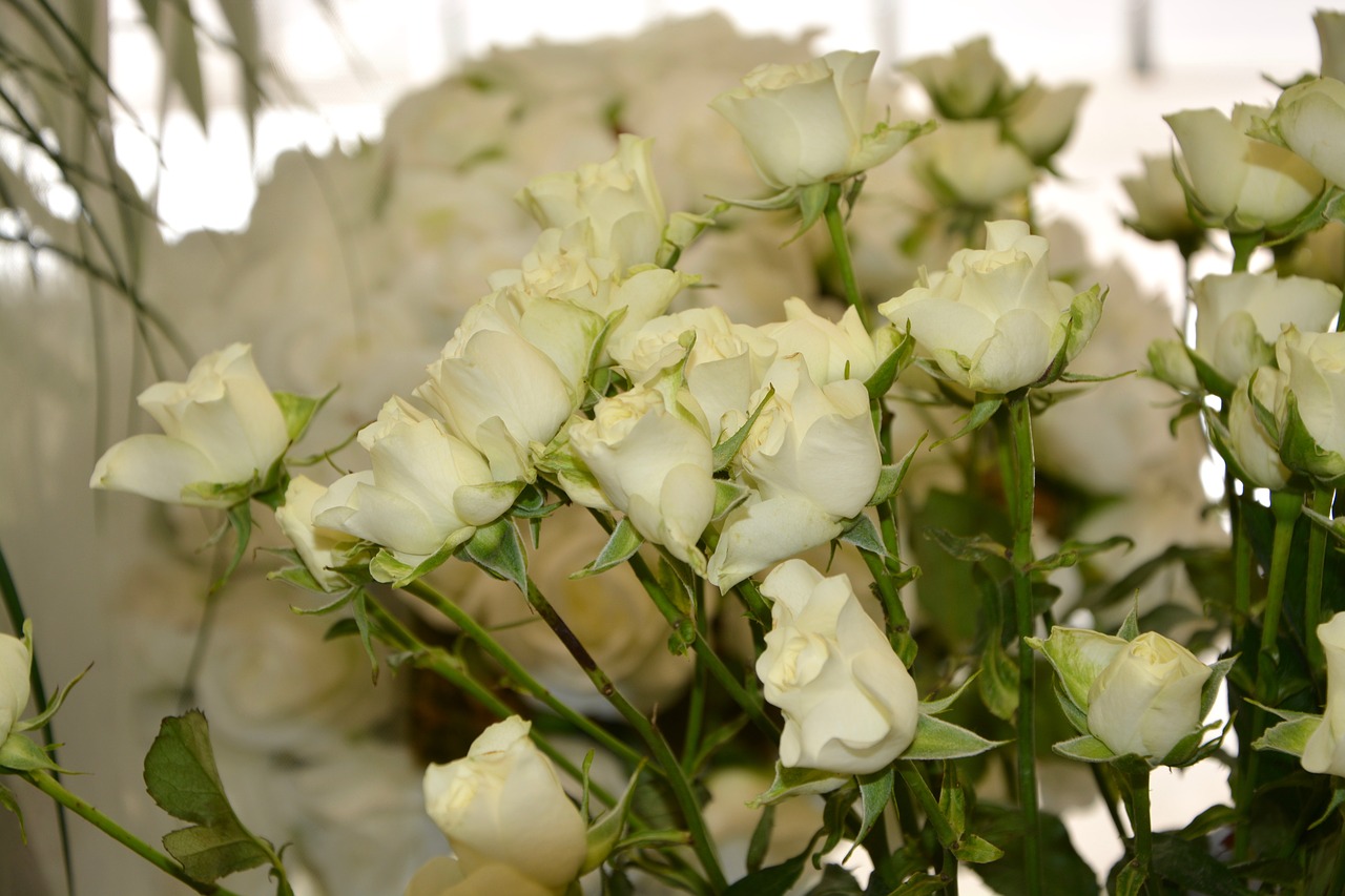 flowers white roses bouquet free photo