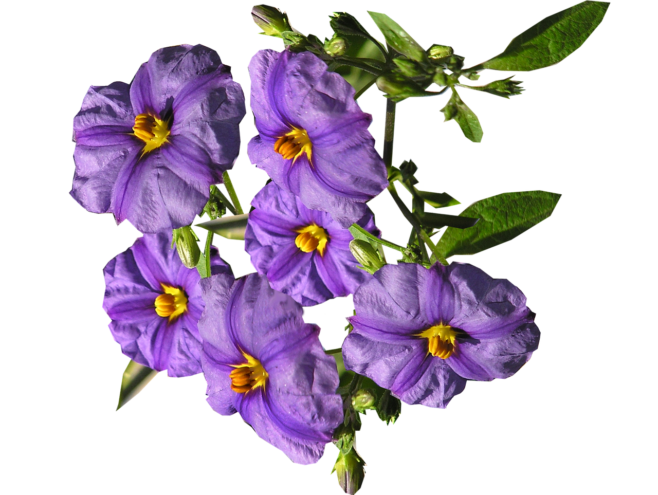 flowers purple shrub free photo