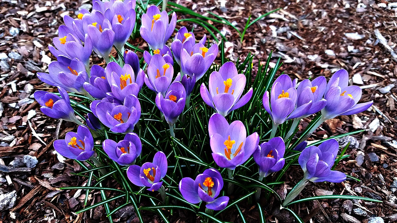 flowers crocus spring free photo