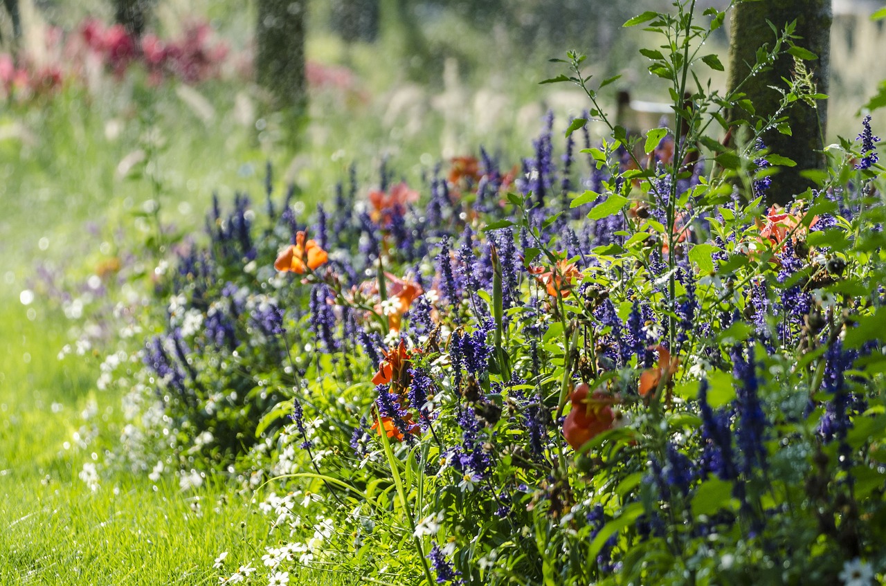 flowers plant salvia free photo