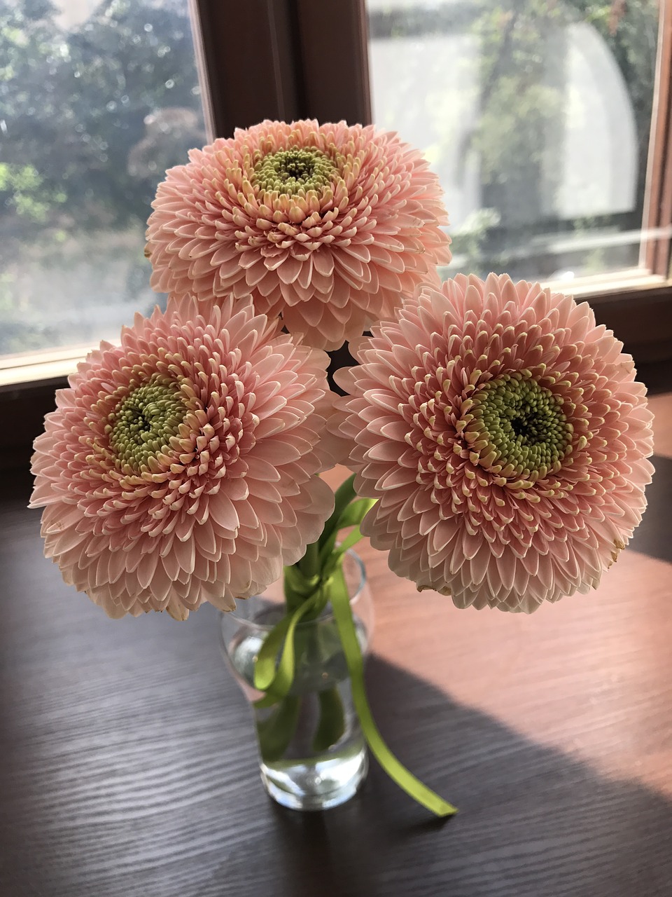 flowers gerbera powder free photo