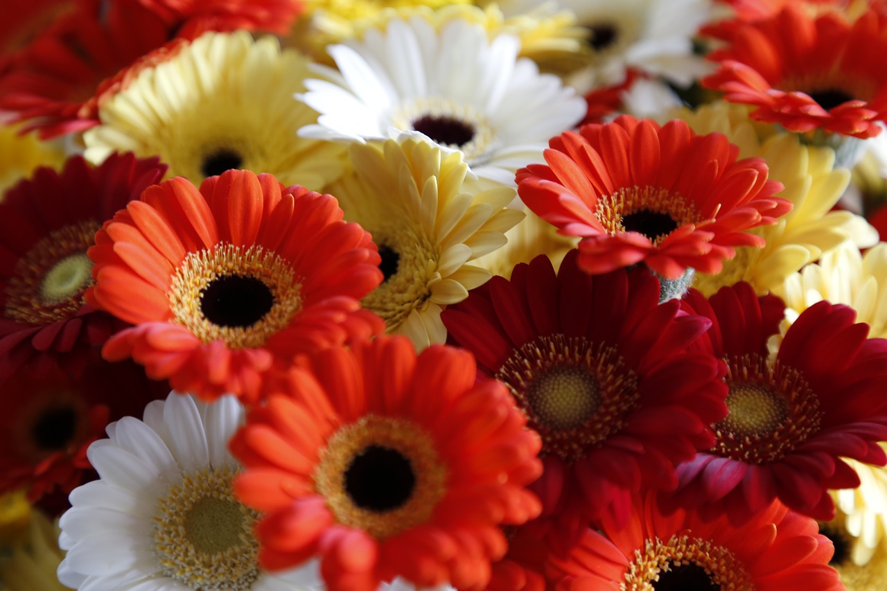 flowers bloemendens belgian free photo