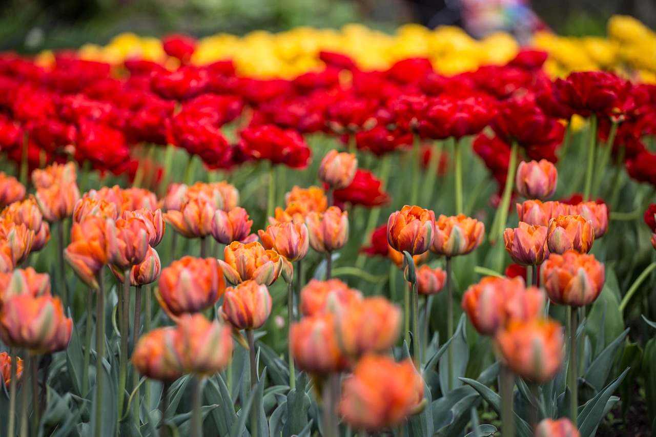 flowers tulips festival free photo