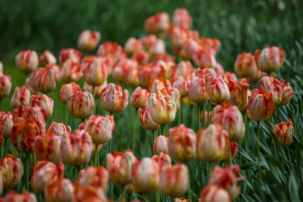 flowers tulips festival free photo