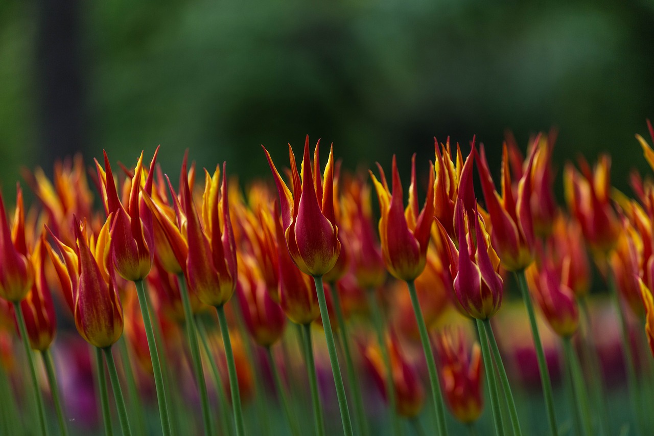 flowers tulips festival free photo