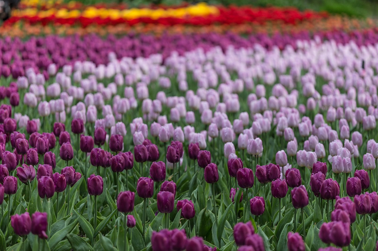 flowers tulips festival free photo
