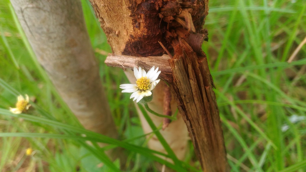 flowers floral nature free photo