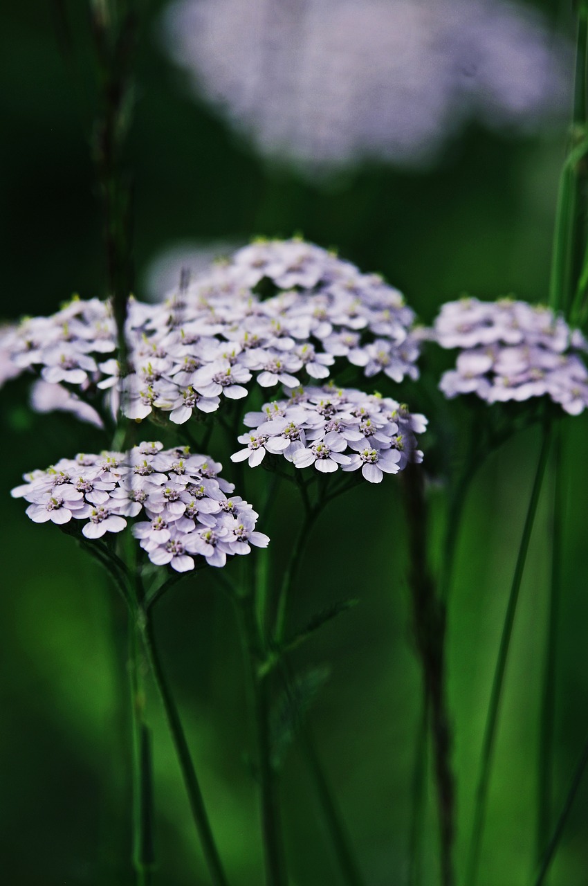 flowers white summer free photo