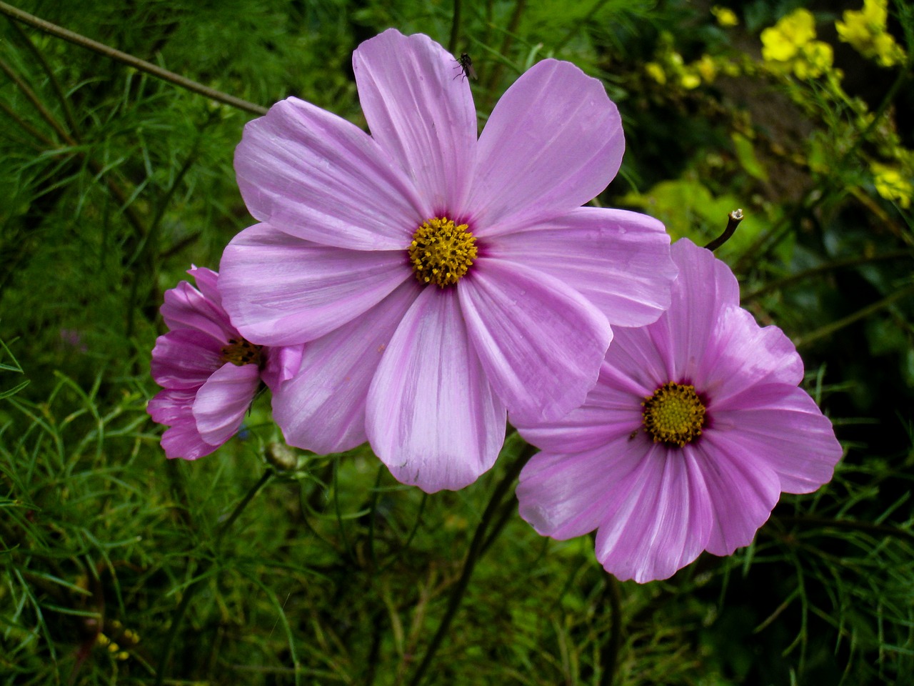 flowers garden flower free photo