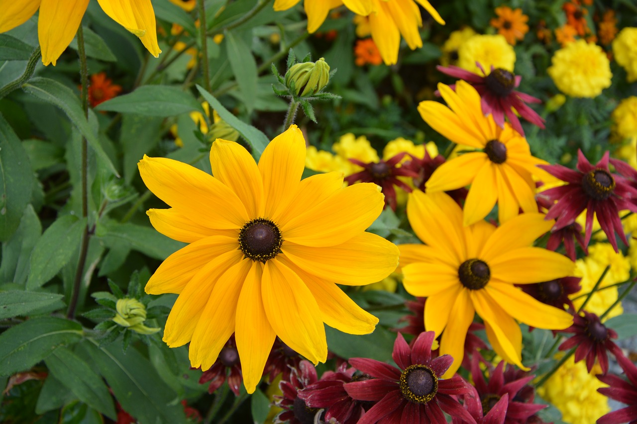 flowers yellow flowers flower free photo