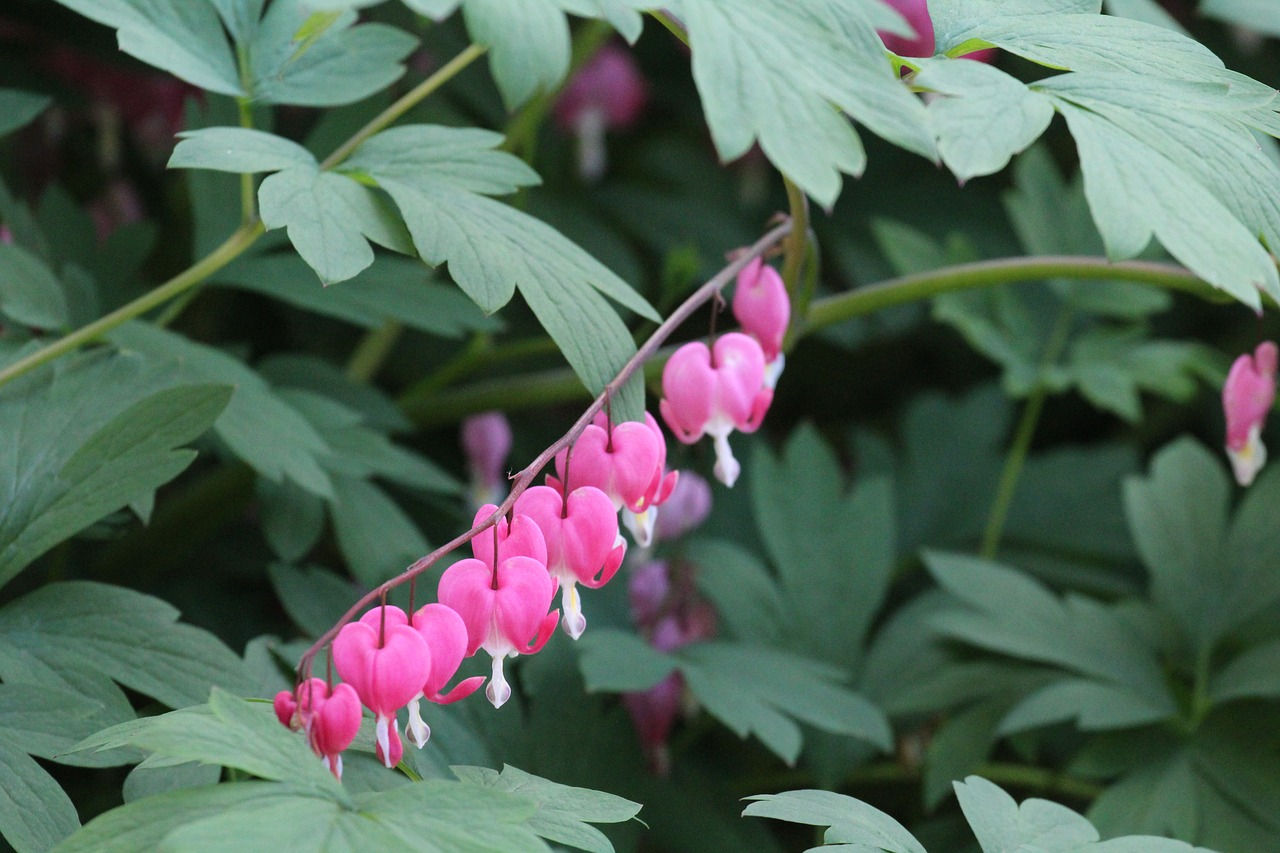 flowers pink uk free photo