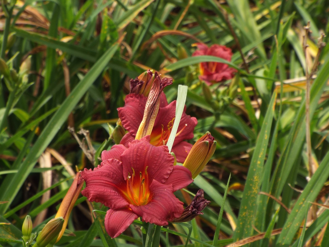 flowers grass flowers spring free photo