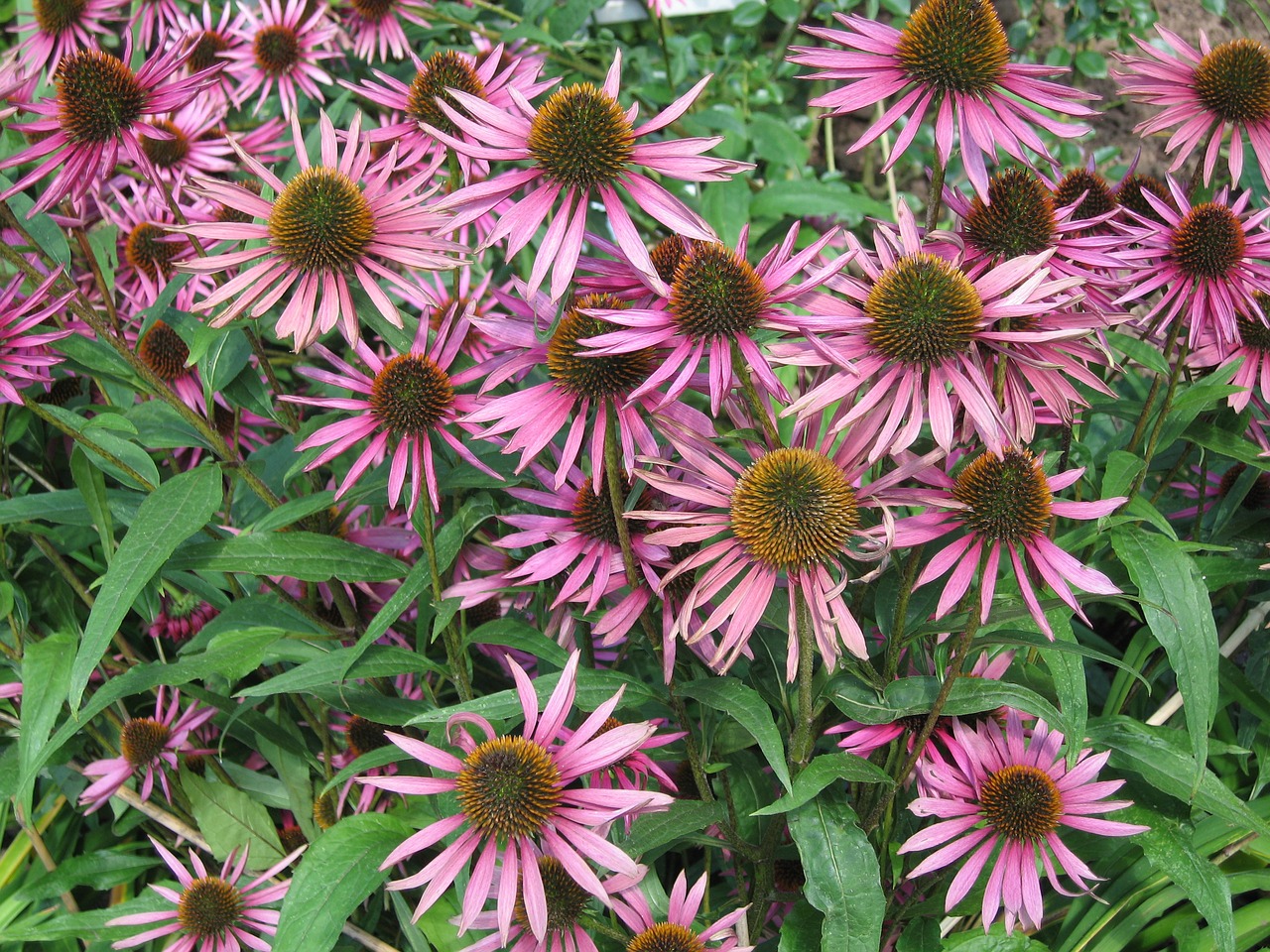 flowers pink delicate flower free photo