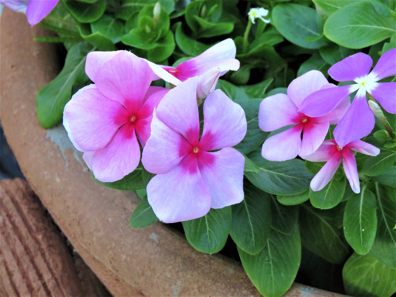 flowers pink green free photo