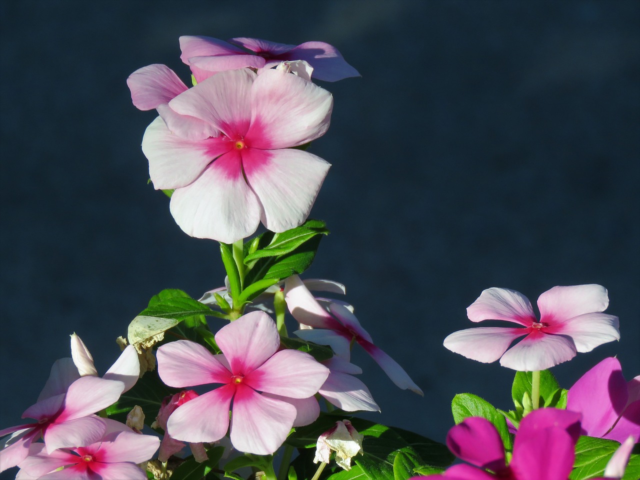 flowers pink white free photo