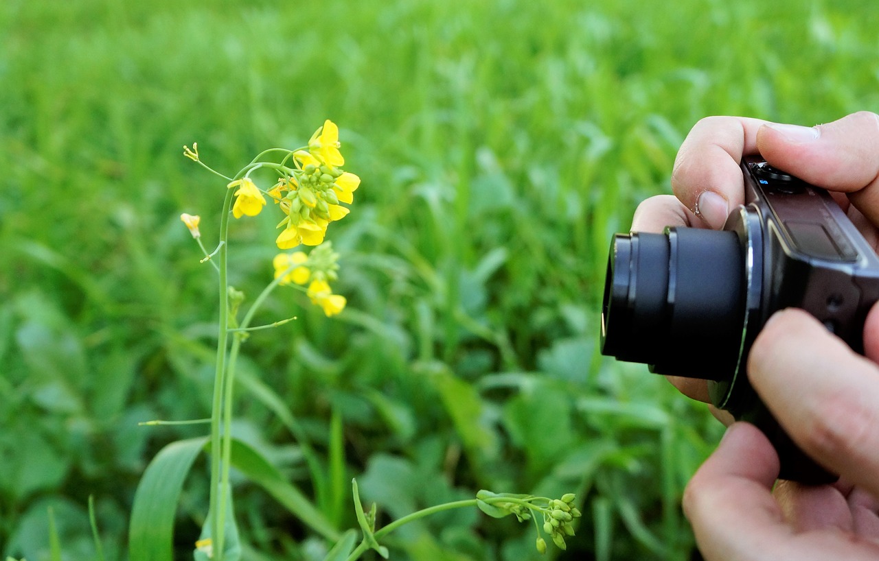 flowers nature green free photo