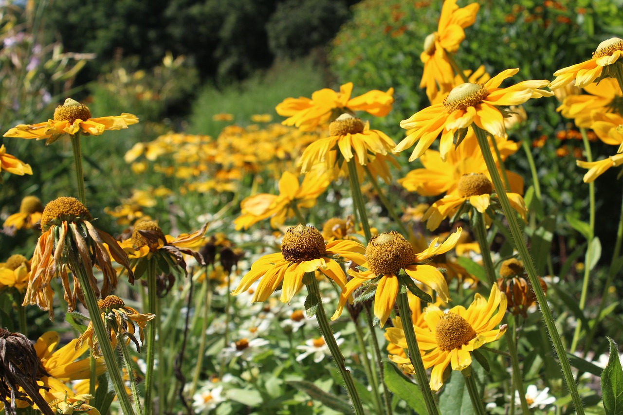 flowers sun hat perennials free photo