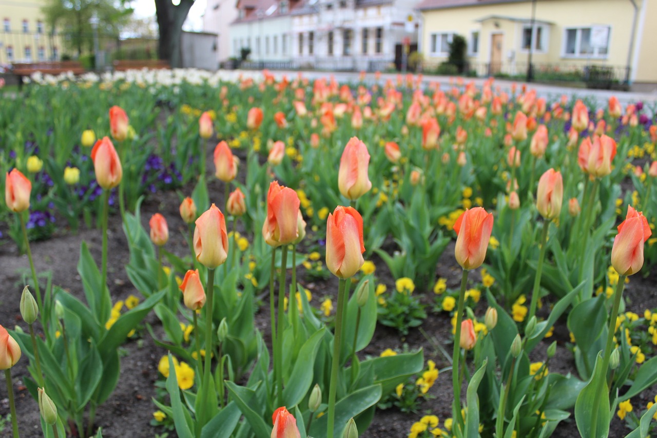 flowers tulips flower bed free photo
