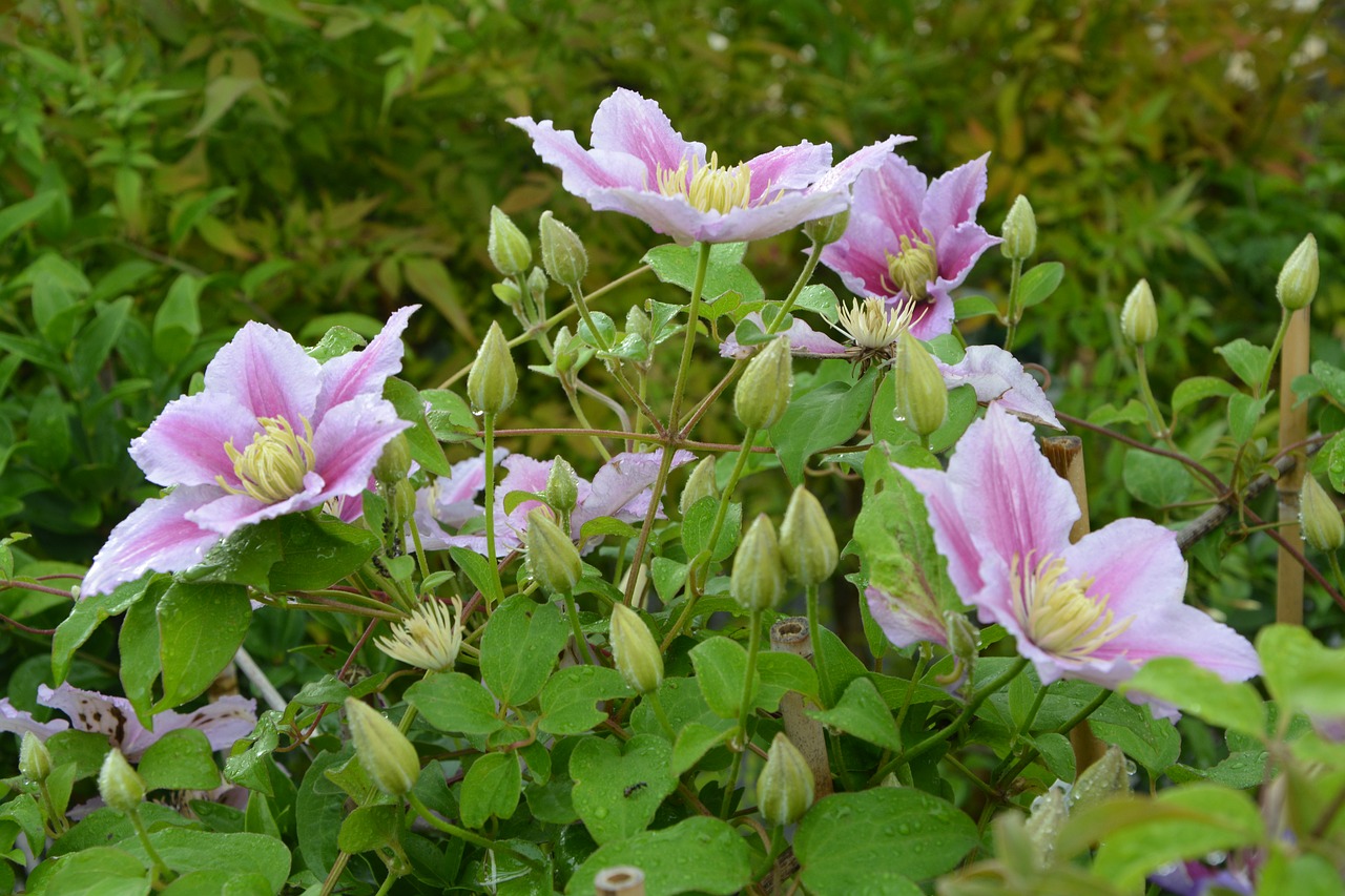 flowers clematis green leaves free photo