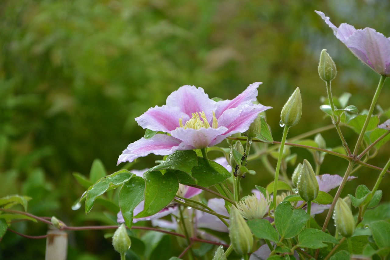 flowers buds clematis free photo