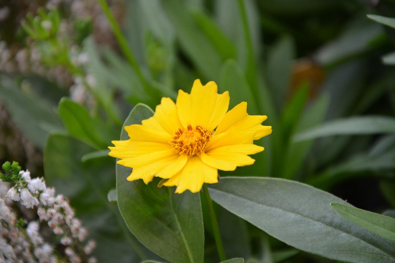 flowers yellow summer free photo