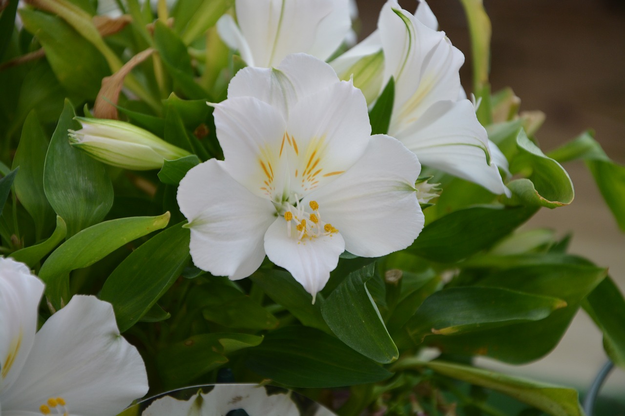 flowers white white orchid free photo