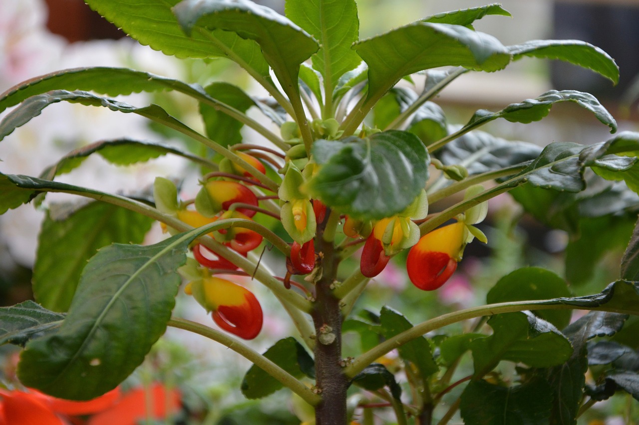 flowers plant impatiens zaire free photo