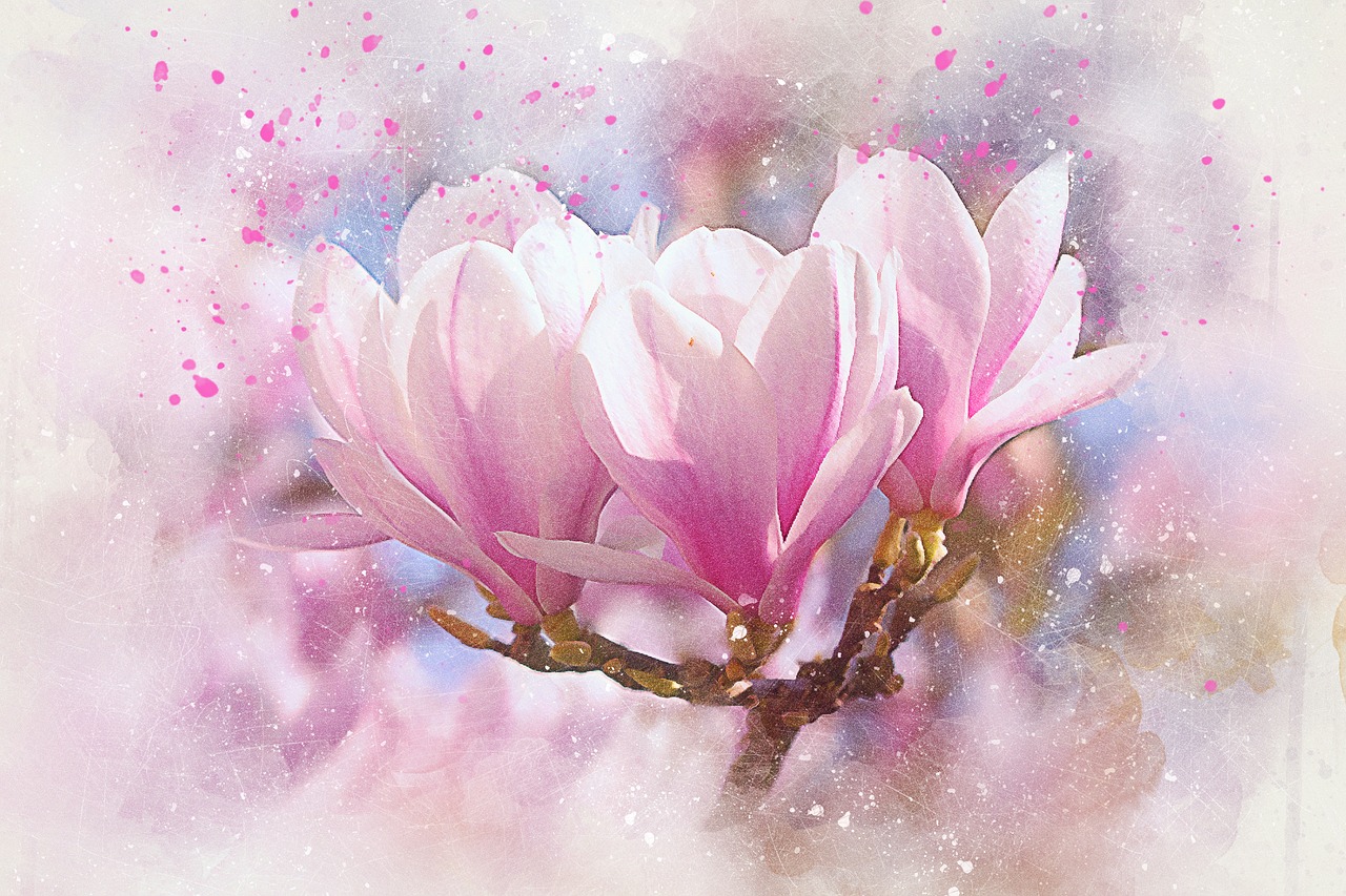 flowers magnolia art free photo