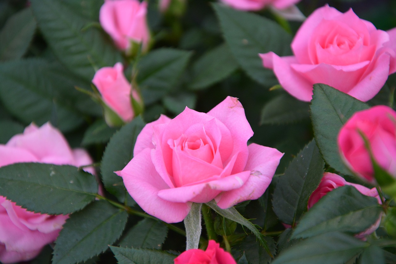 flowers roses pink free photo