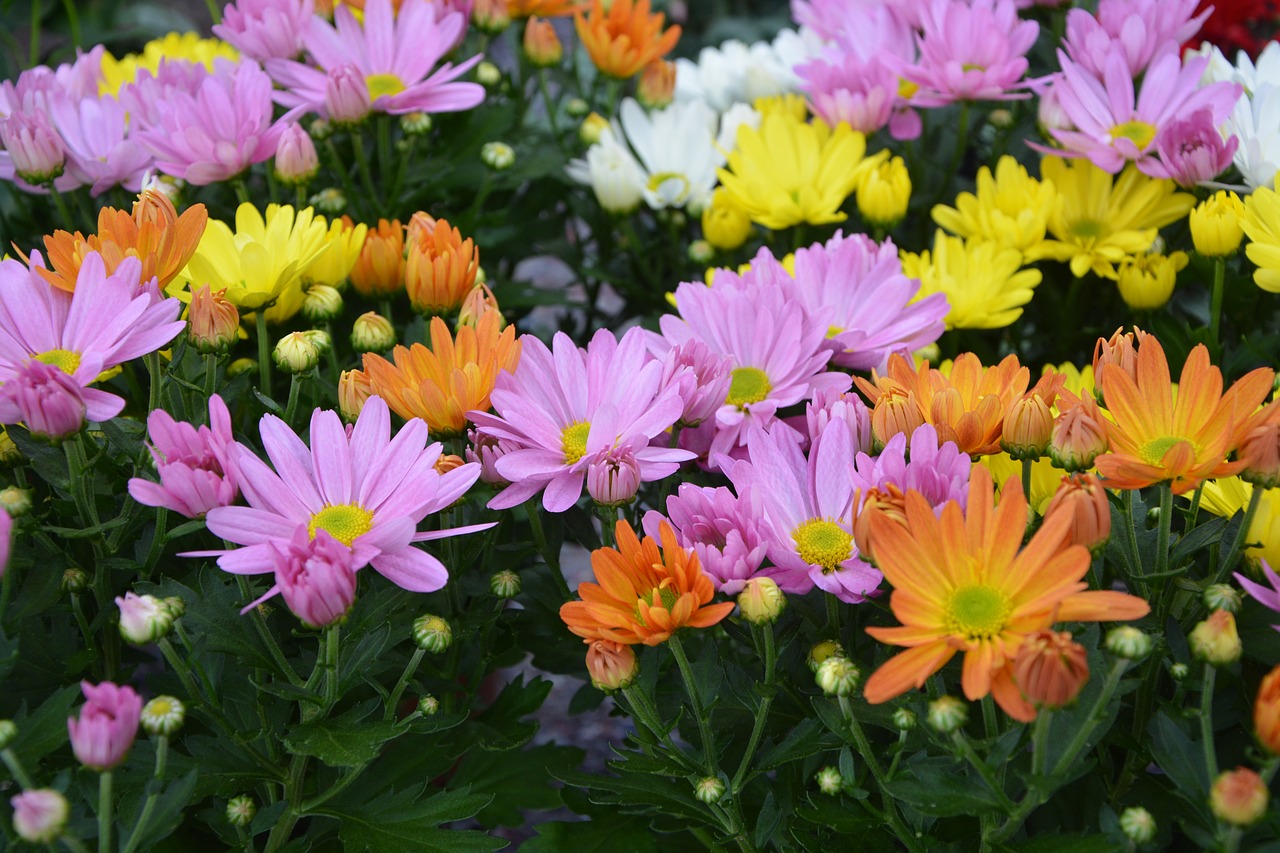 flowers daisies colors orange rose free photo