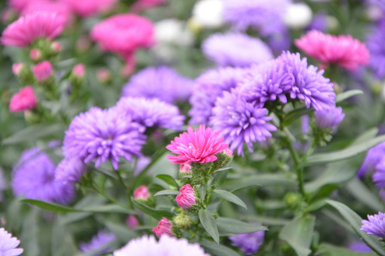 flowers plants aster free photo
