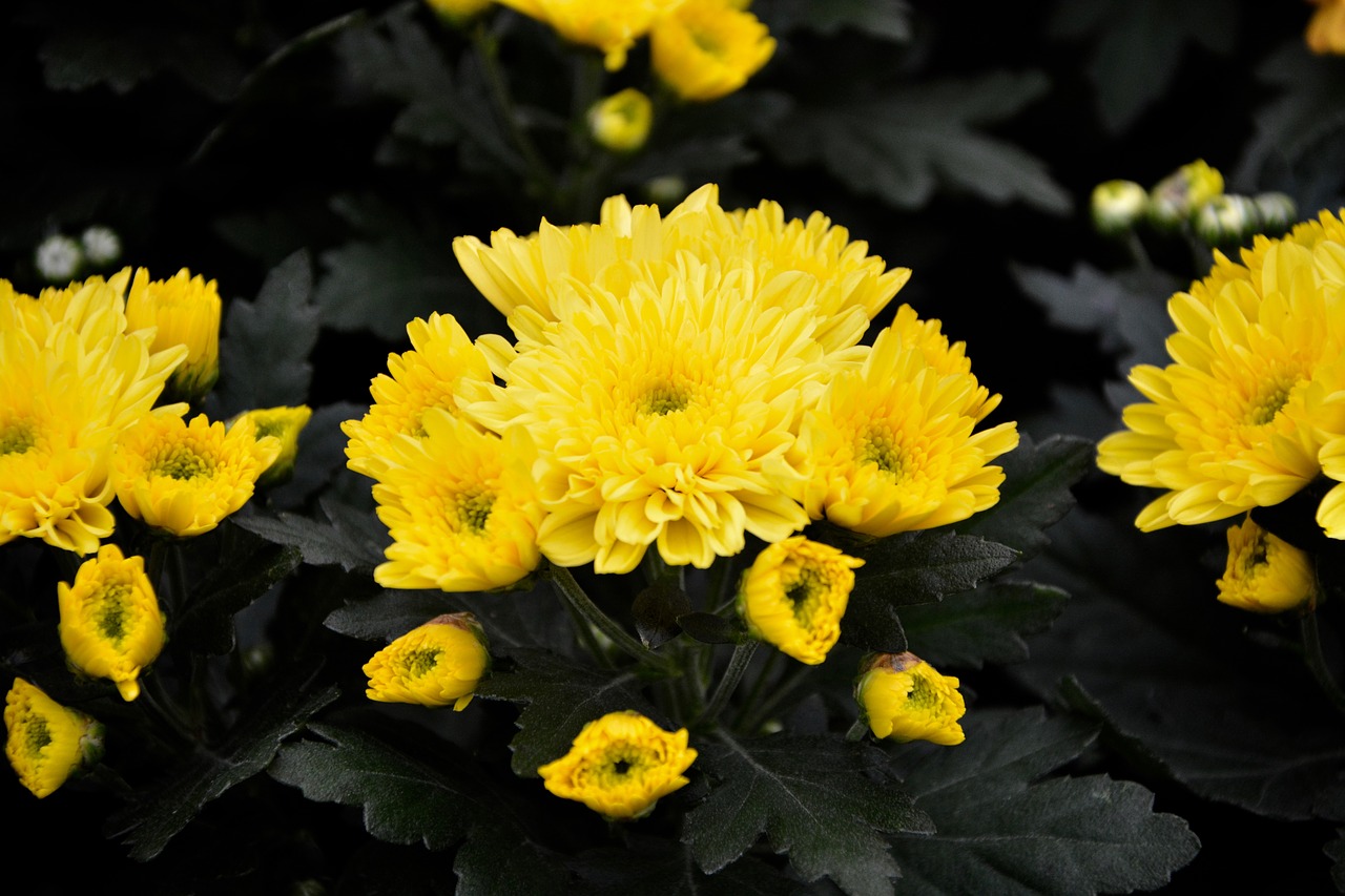 flowers yellow nature free photo