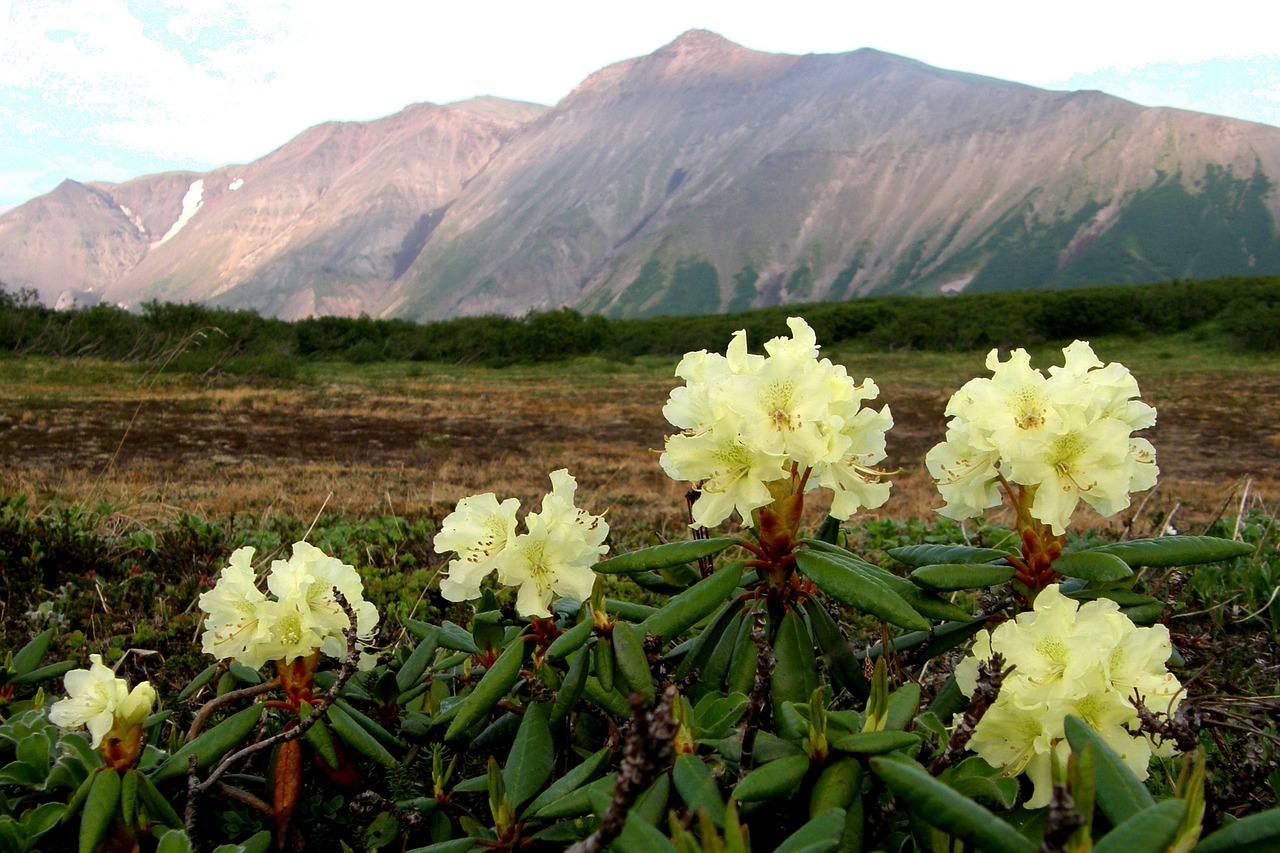 flowers rhododendrons mountains free photo