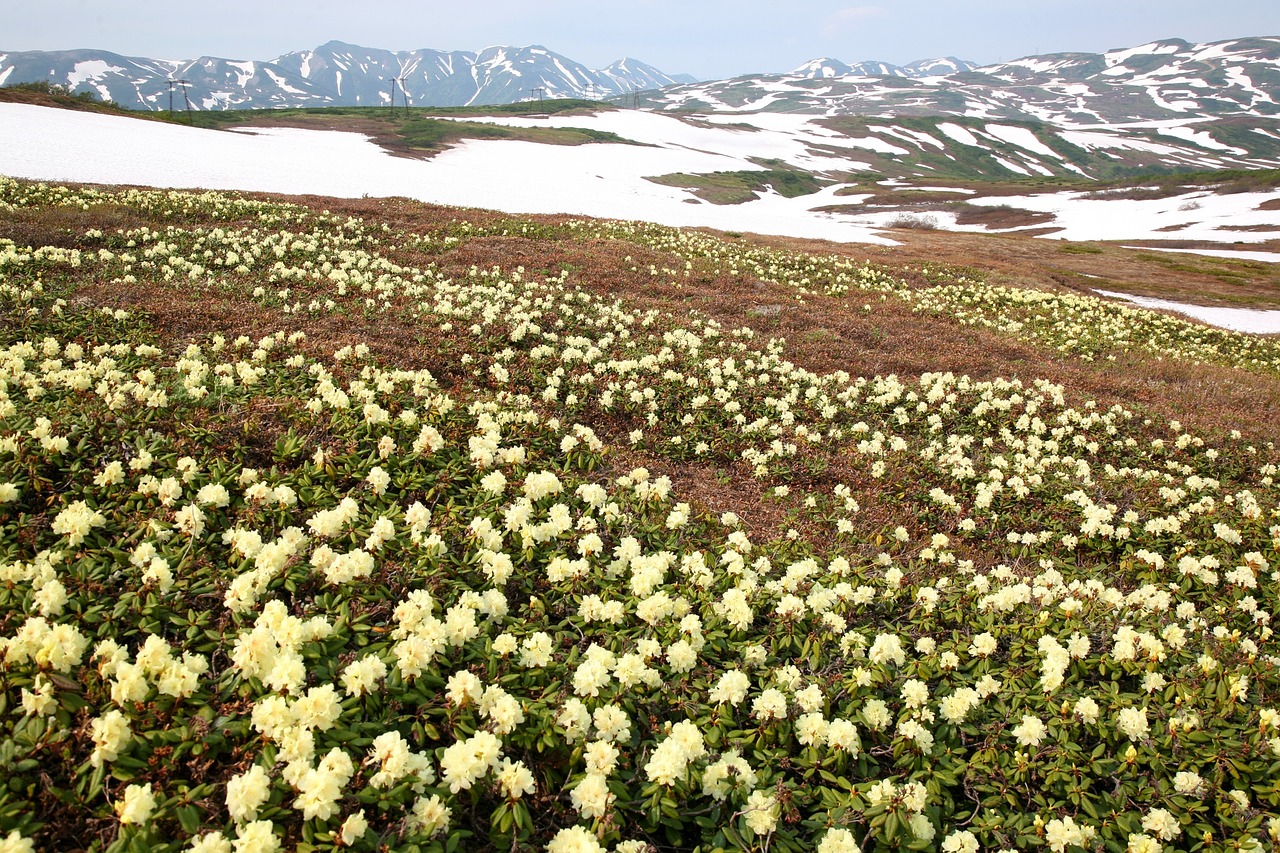 flowers rhododendrons mountains free photo