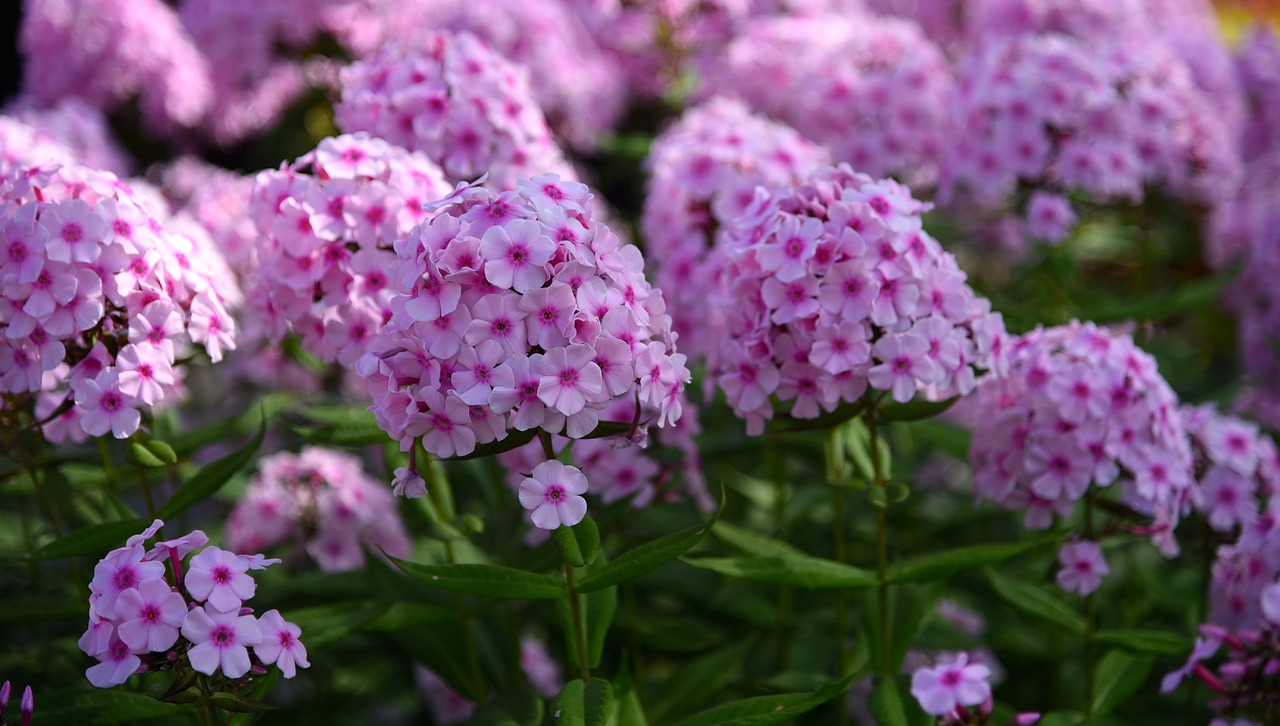 flowers lilac bloom free photo