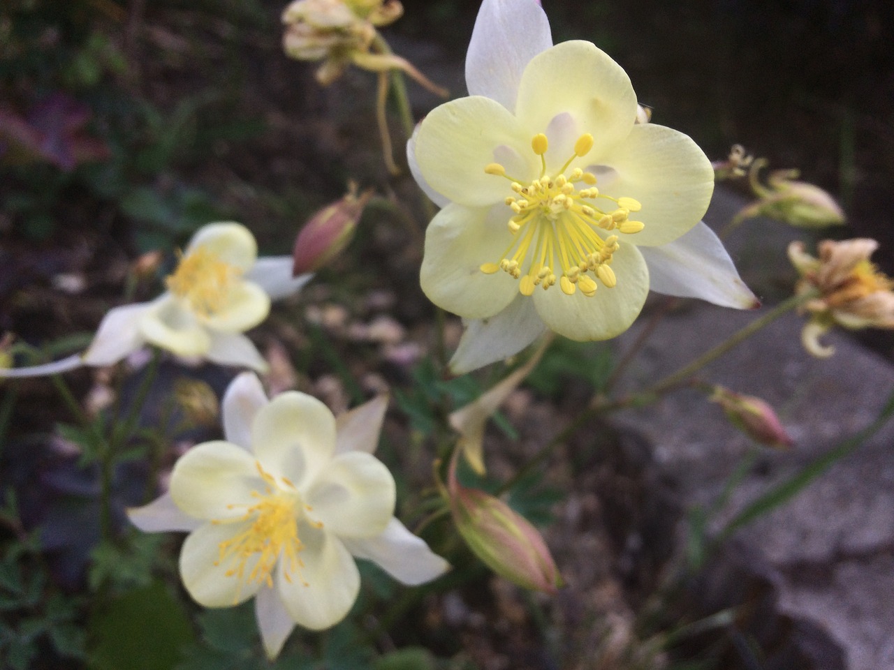 flowers garden yellow free photo