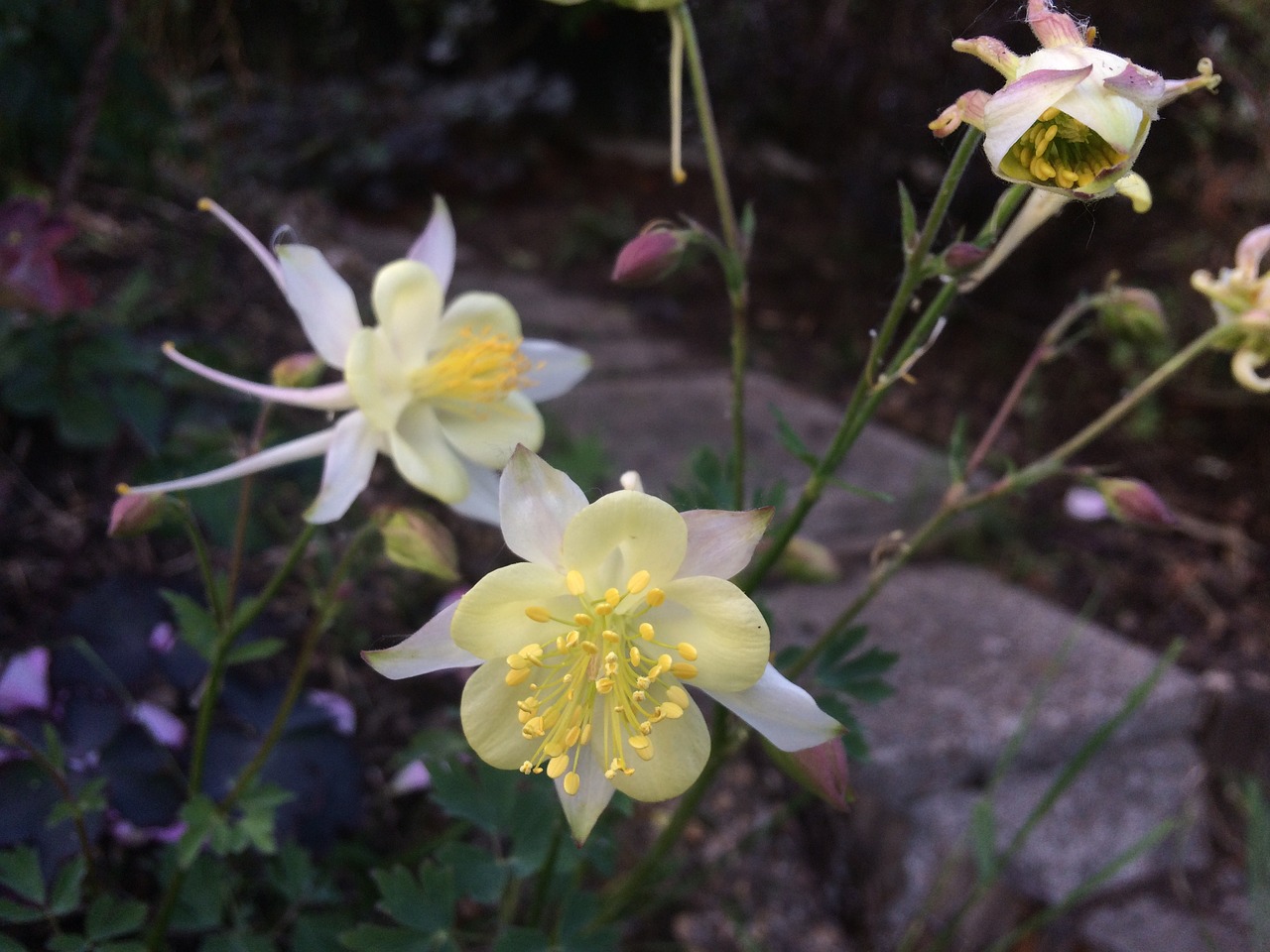 flowers yellow garden free photo