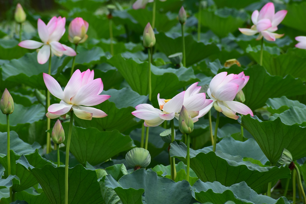 flowers lotus pond free photo