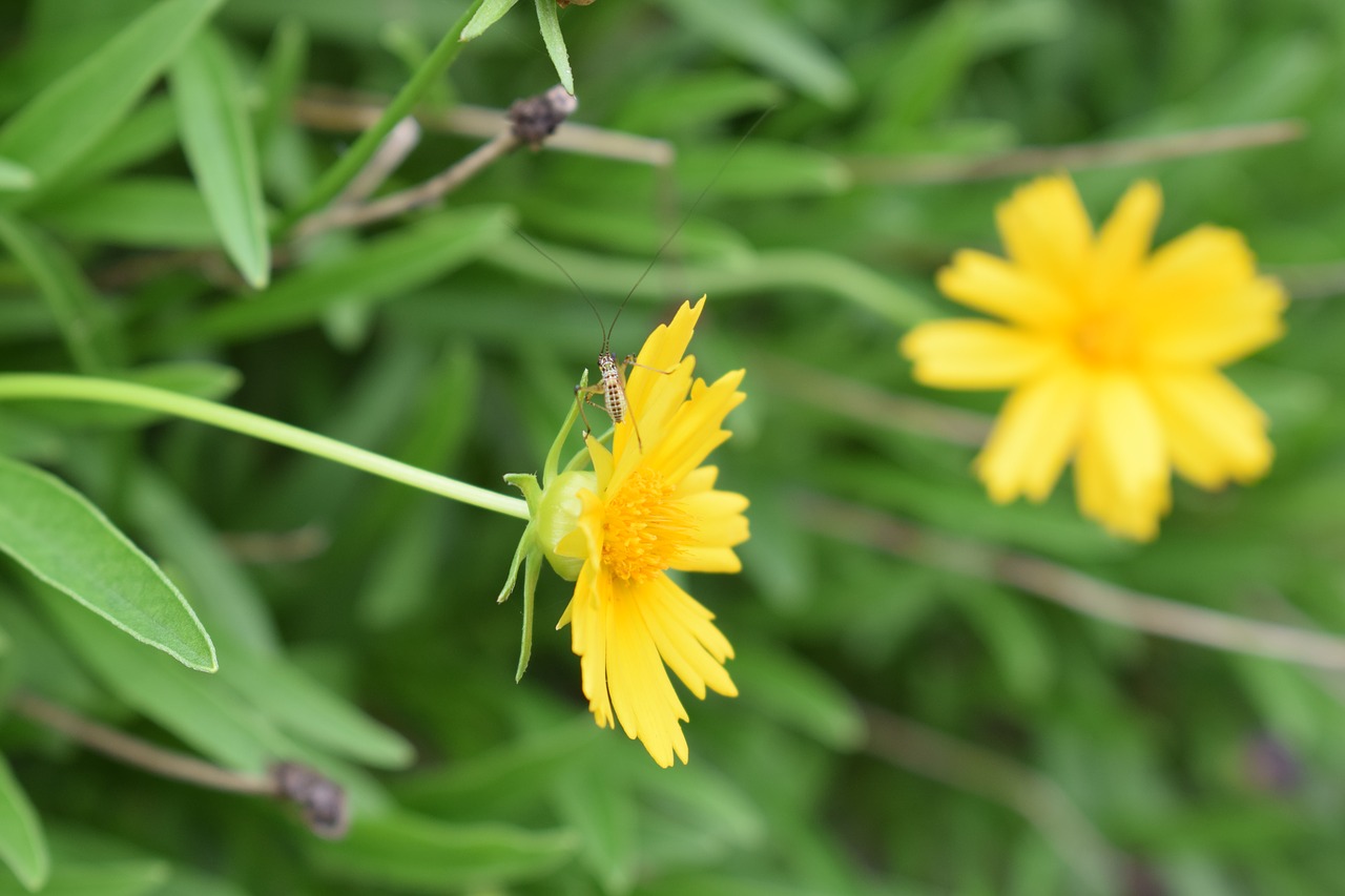 flowers nature yellow free photo