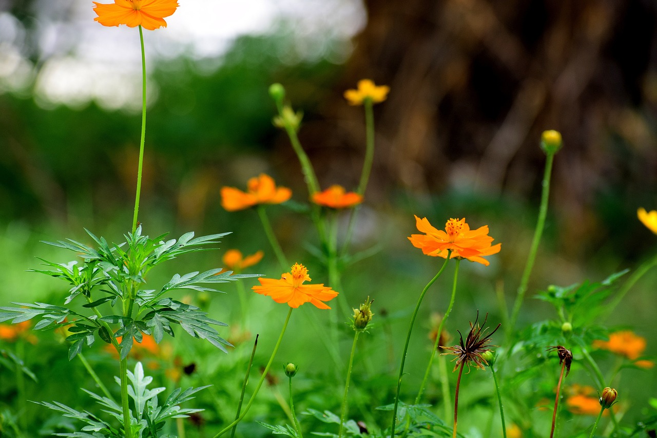 flowers nature floral free photo