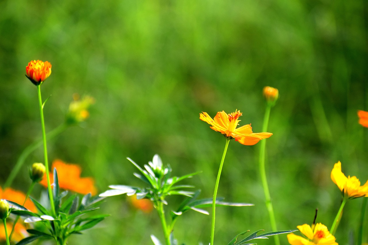 flowers nature floral free photo